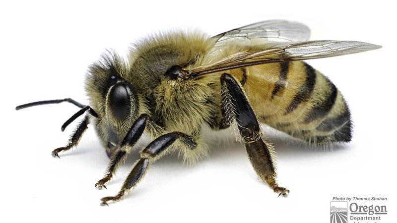 Honey bee